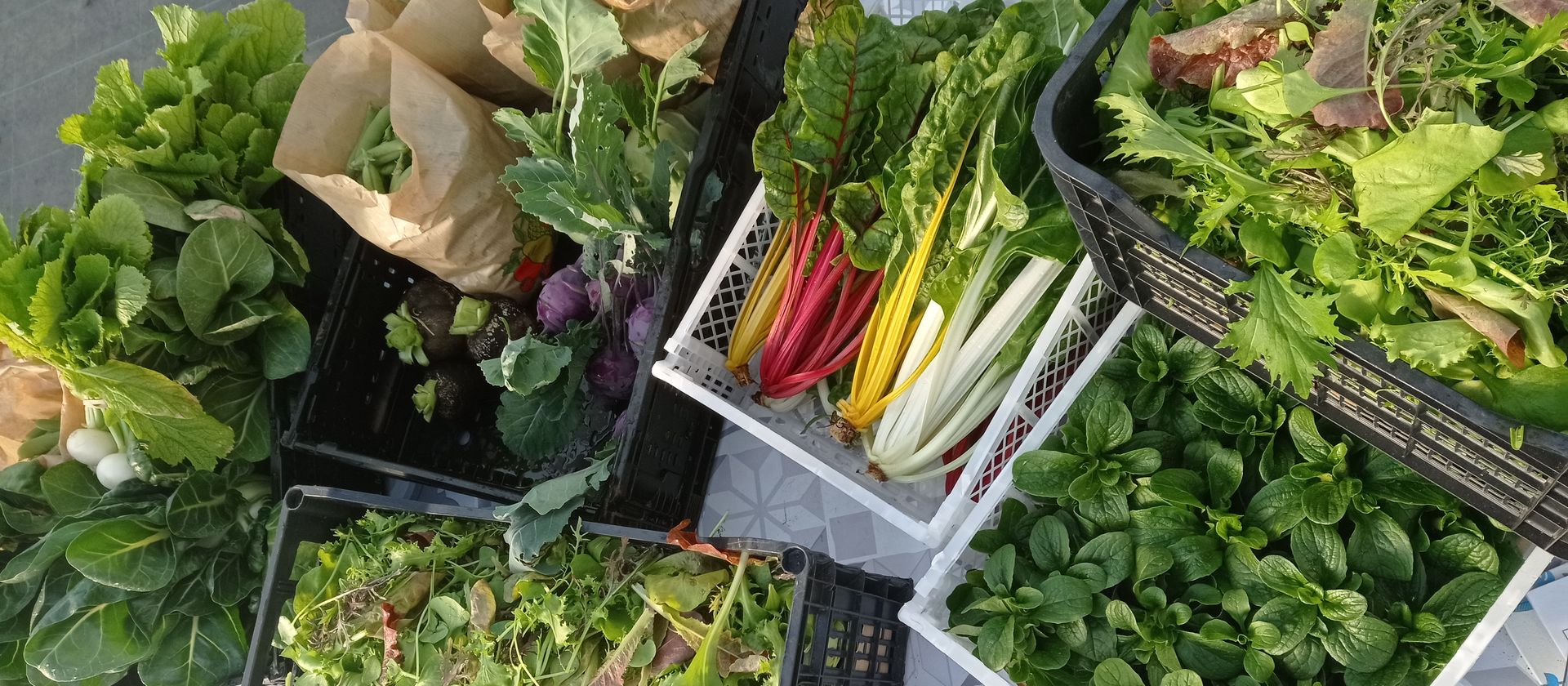 AgroSymbiose, producteurs maraîchers pisciculteurs